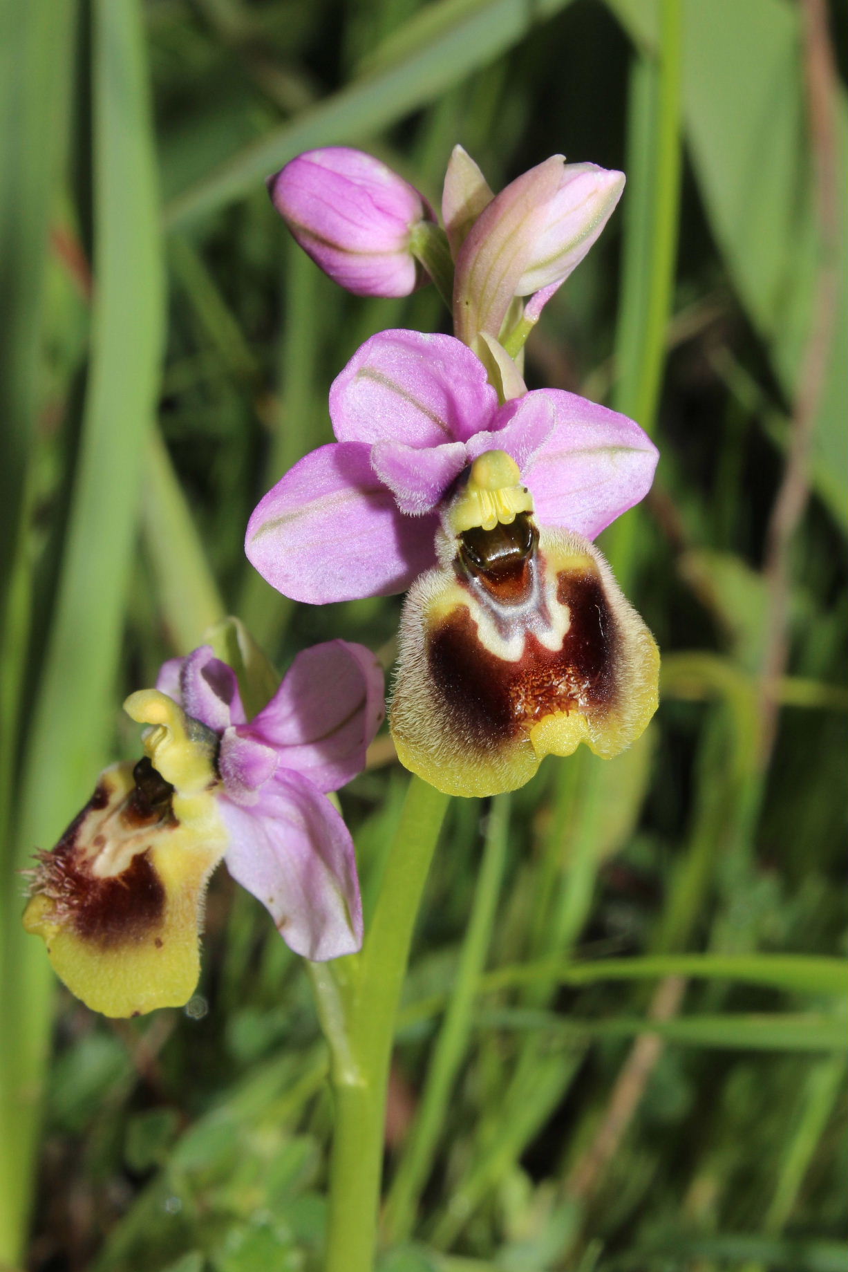 Ibrido Ophrys da determinare